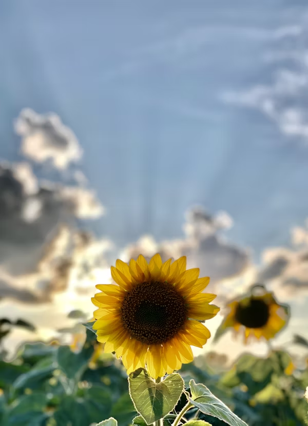 Sunshine illustration